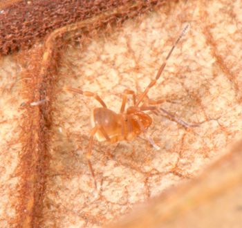 Media type: image;   Invertebrate Zoology 136540